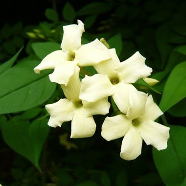 Jasminum officinale f. affine 'Clotted Cream'